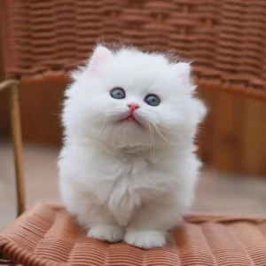 Munchkin Kittens